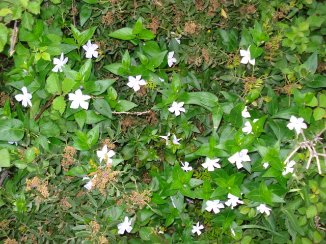 Vinca maior