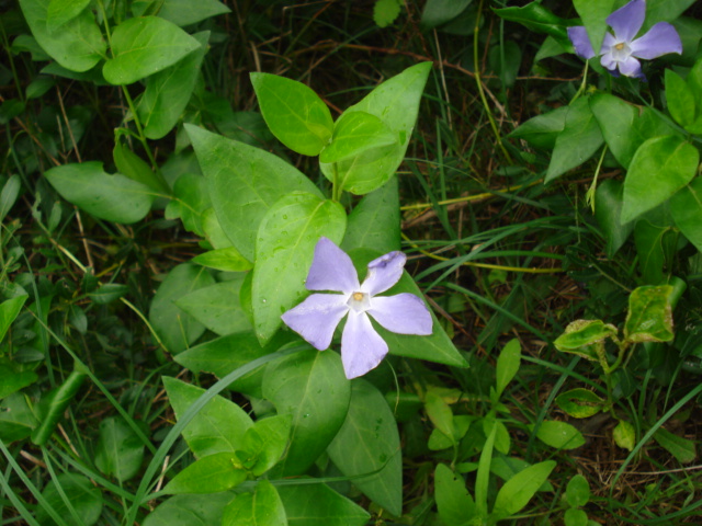 Vinca maior