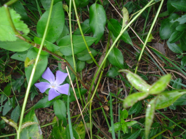 Vinca maior