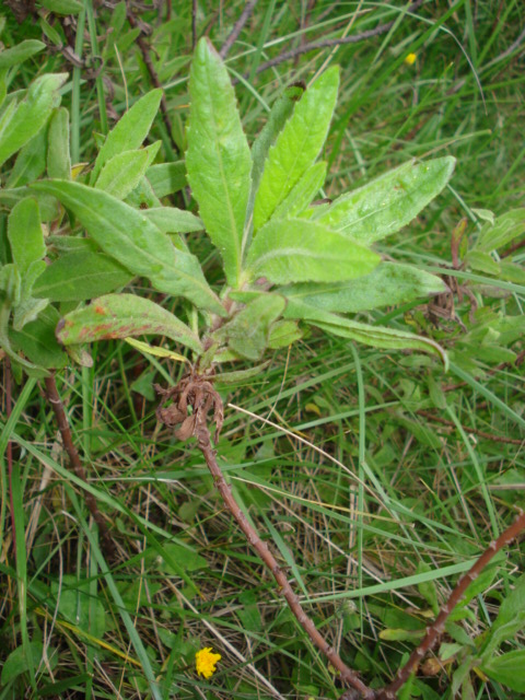 Dittrichia viscosa