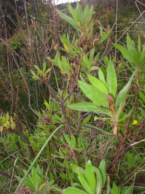 Dittrichia viscosa