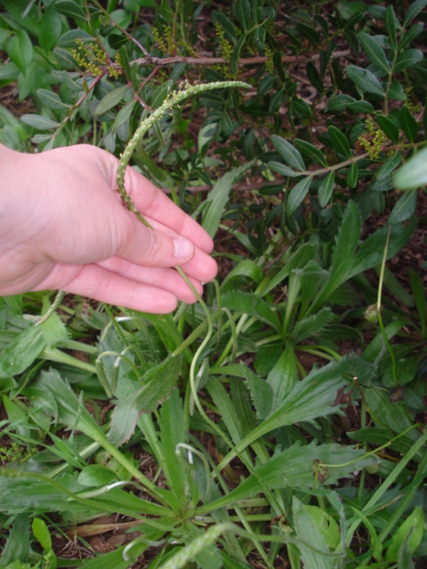 Plantago serraria