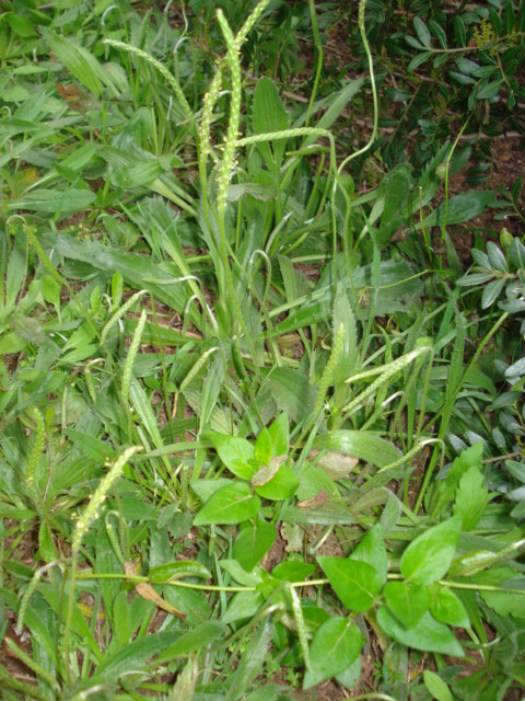 Plantago serraria
