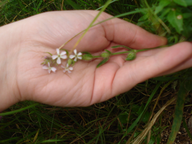 Una piccola,,,Silene? - Silene gallica