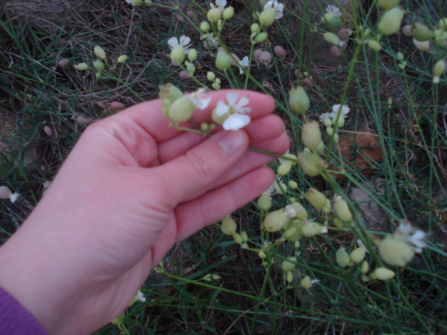 Silene vulgaris