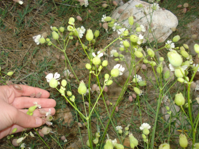 Silene vulgaris