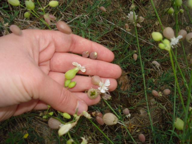 Silene vulgaris