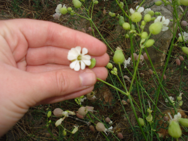 Silene vulgaris
