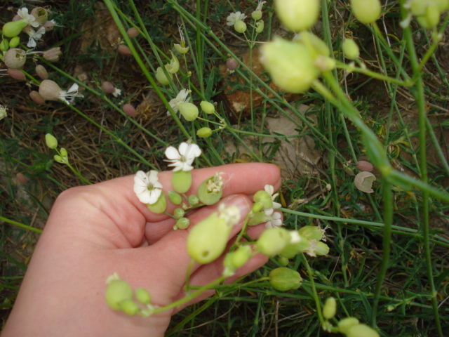 Silene vulgaris