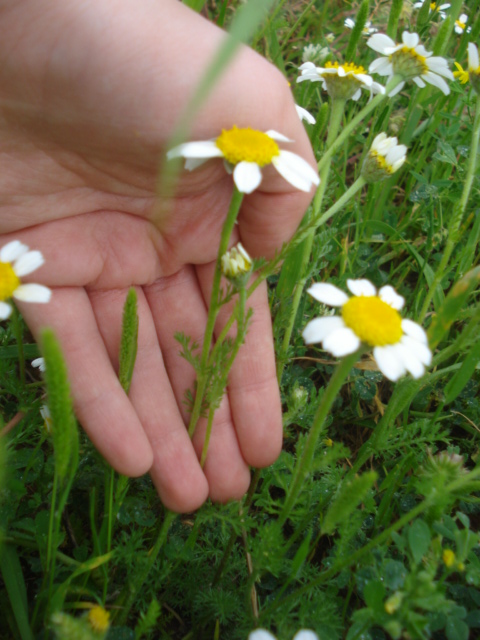 Anacyclus clavatus / Camomilla clavata