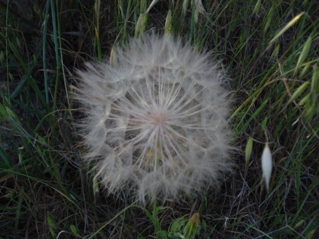 Da determinare 4 - Tragopogon cfr. porrifolius