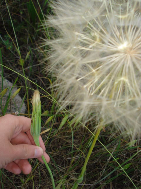 Da determinare 4 - Tragopogon cfr. porrifolius