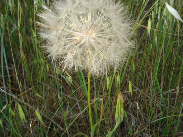 Da determinare 4 - Tragopogon cfr. porrifolius