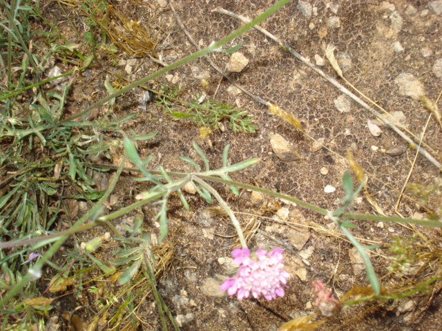 Fiorellini rosa - Sixalix atropurpurea