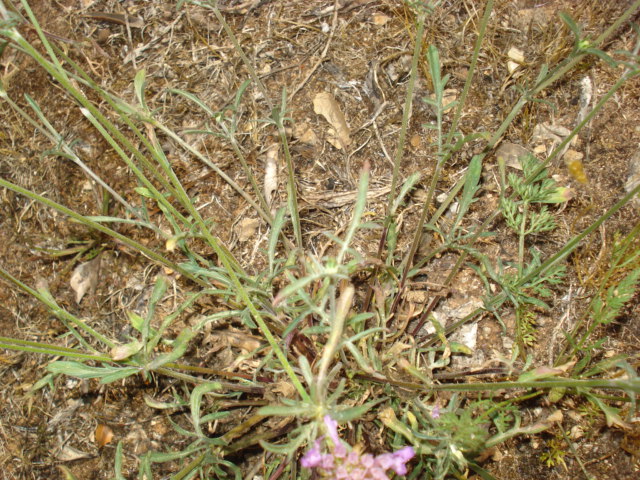 Fiorellini rosa - Sixalix atropurpurea