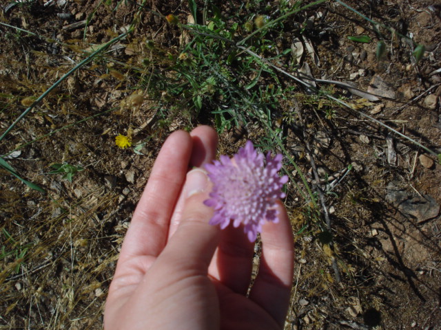 Fiorellini rosa - Sixalix atropurpurea