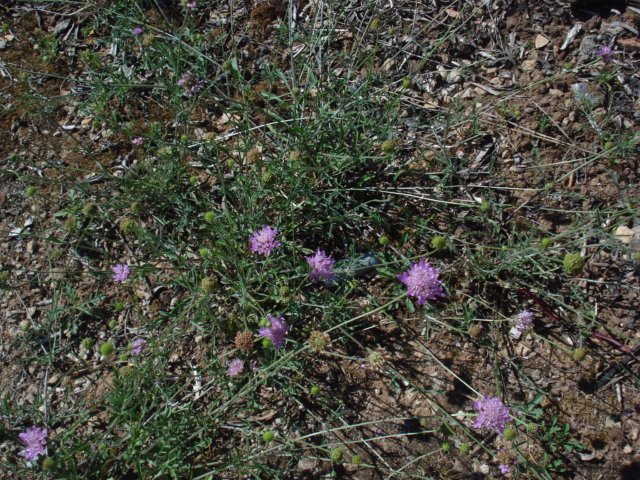 Fiorellini rosa - Sixalix atropurpurea