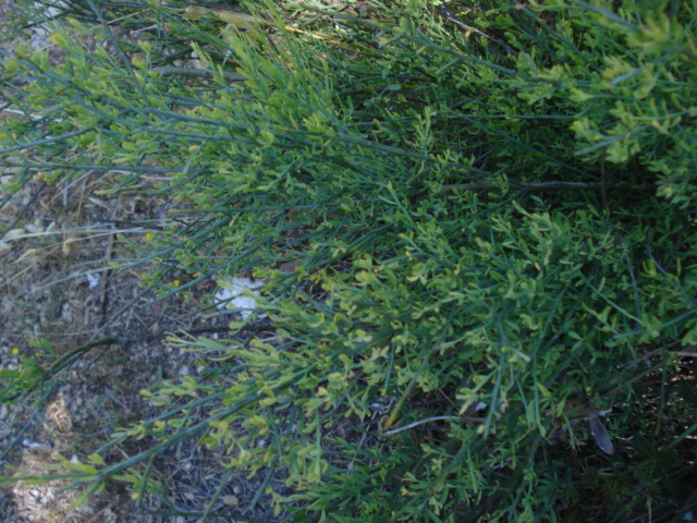 Un piccolo cespuglio - Osyris alba