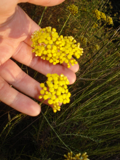 Fiori gialli - Helichrysum italicum