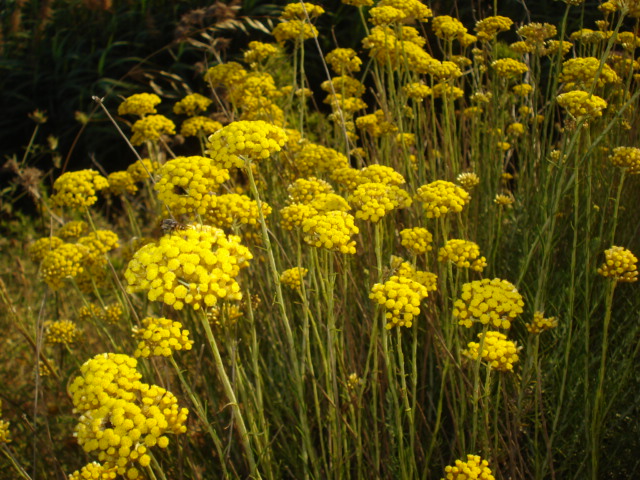 Fiori gialli - Helichrysum italicum