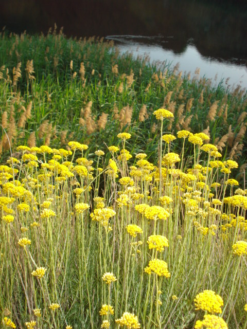 Fiori gialli - Helichrysum italicum