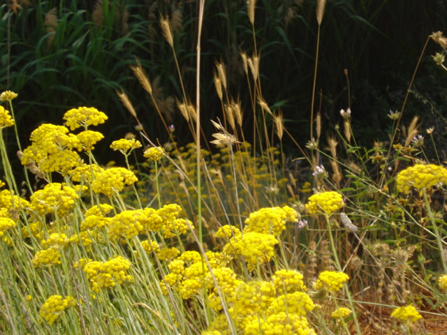 Fiori gialli - Helichrysum italicum