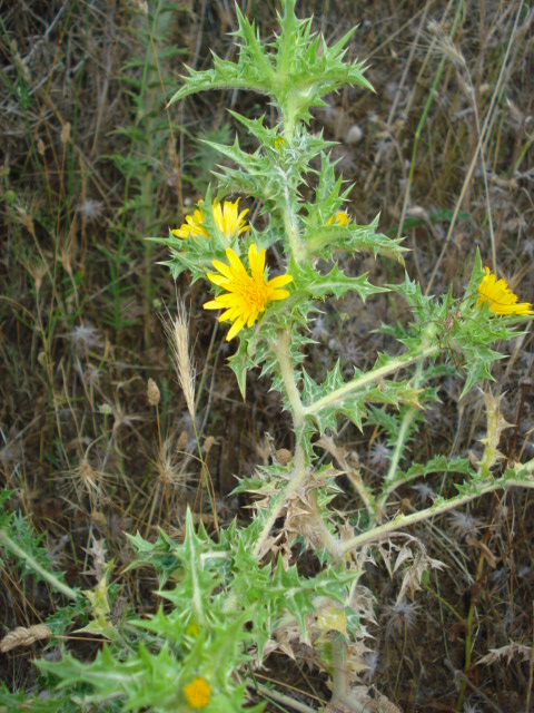 Piantina spinosa - Scolymus hispanicus