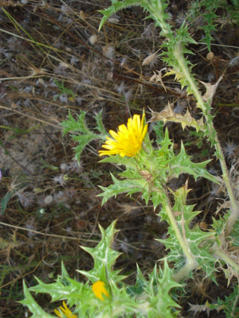 Piantina spinosa - Scolymus hispanicus
