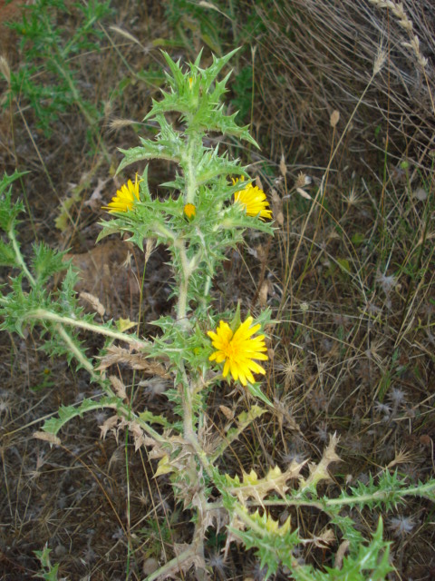 Piantina spinosa - Scolymus hispanicus
