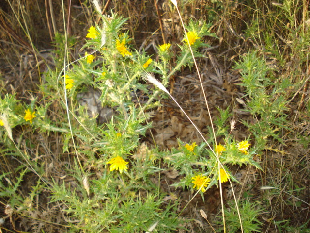 Piantina spinosa - Scolymus hispanicus