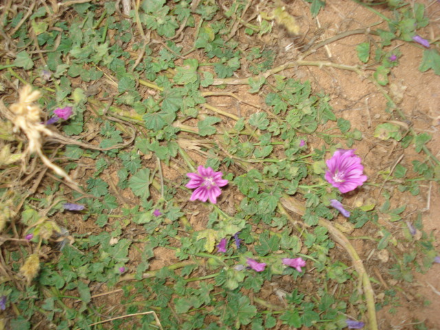 Malva sylvestris