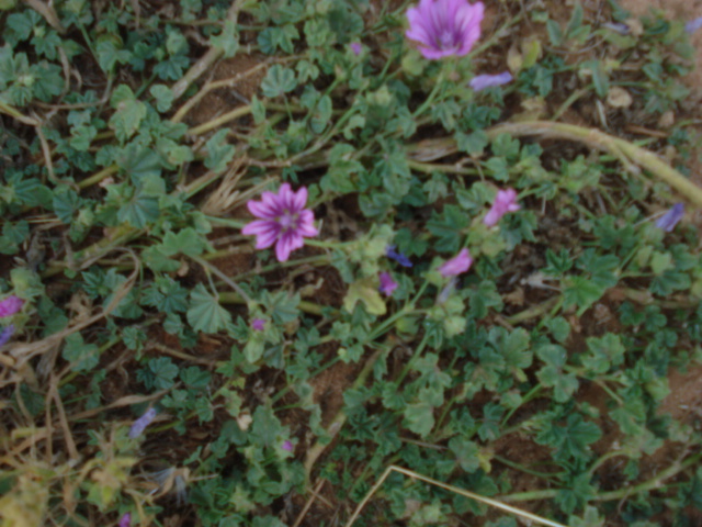 Malva sylvestris