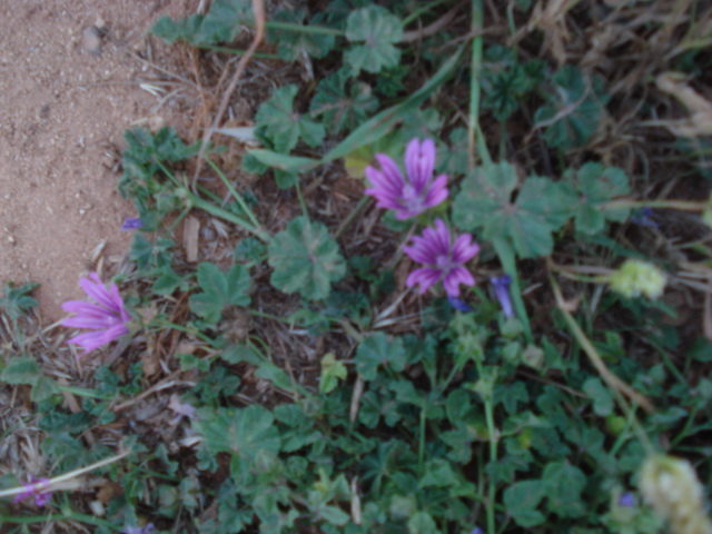Malva sylvestris