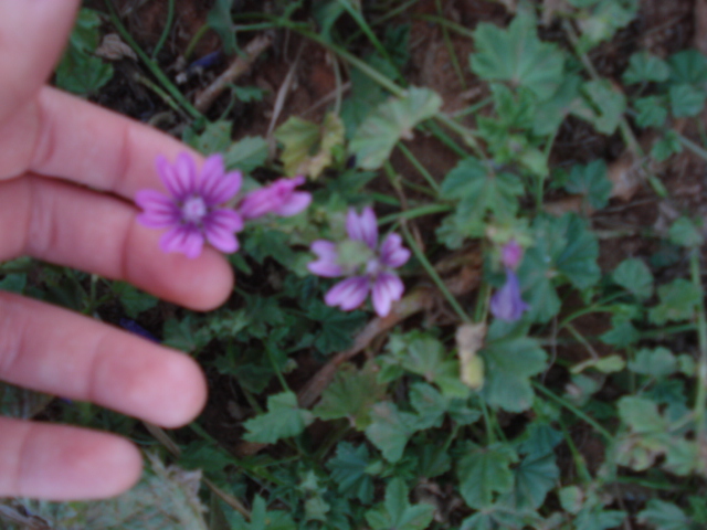 Malva sylvestris