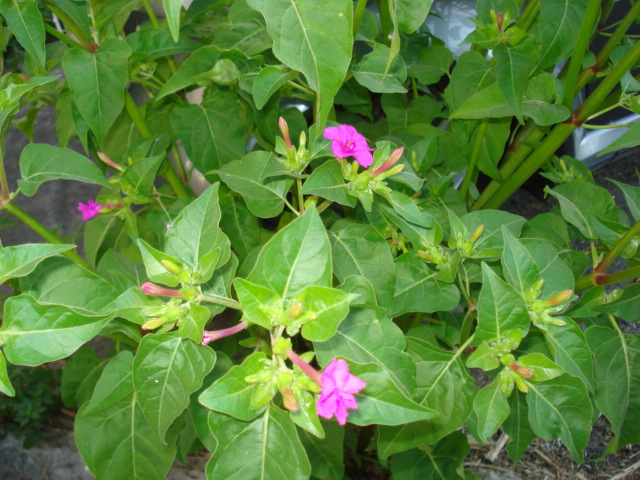 Mirabilis jalapa / Bella di notte
