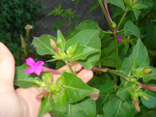 Mirabilis jalapa / Bella di notte
