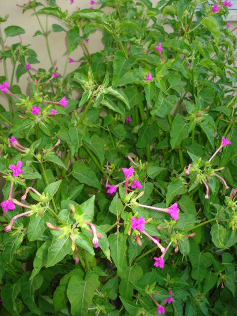 Mirabilis jalapa / Bella di notte