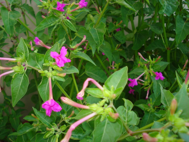 Mirabilis jalapa / Bella di notte
