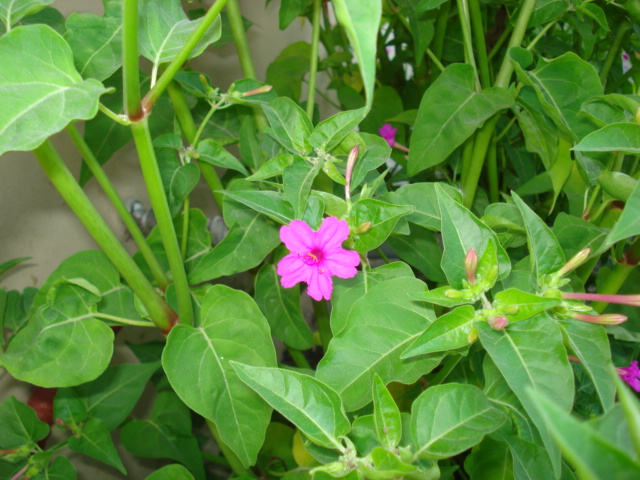 Mirabilis jalapa / Bella di notte