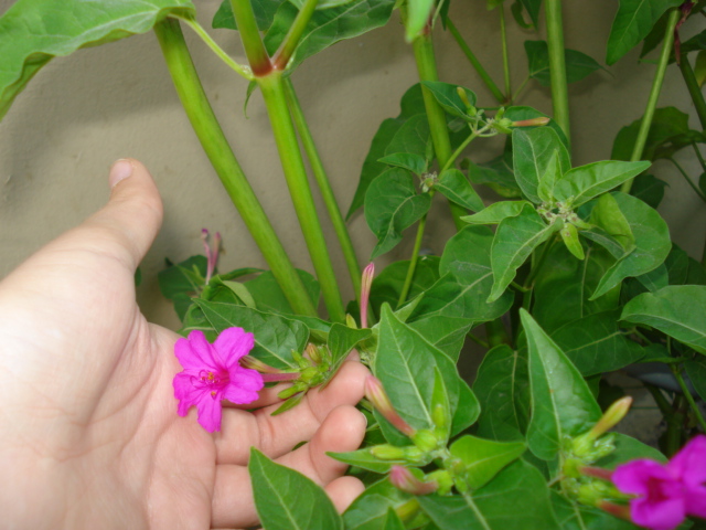 Mirabilis jalapa / Bella di notte
