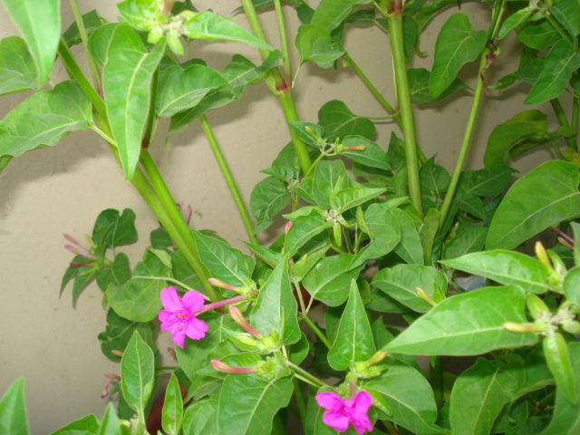 Mirabilis jalapa / Bella di notte