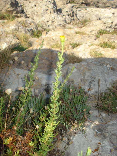 Limbarda crithmoides / Enula bacicci