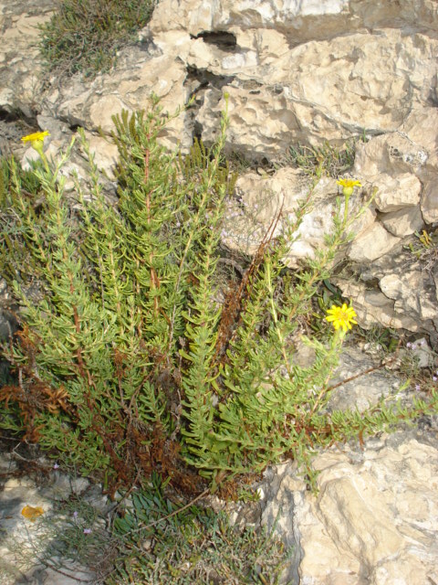 Limbarda crithmoides / Enula bacicci