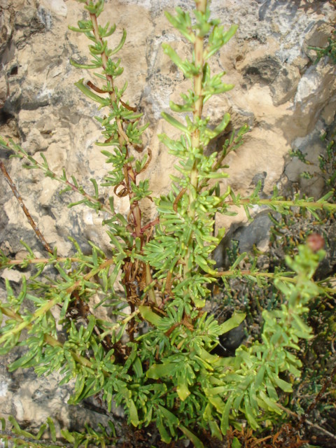 Limbarda crithmoides / Enula bacicci