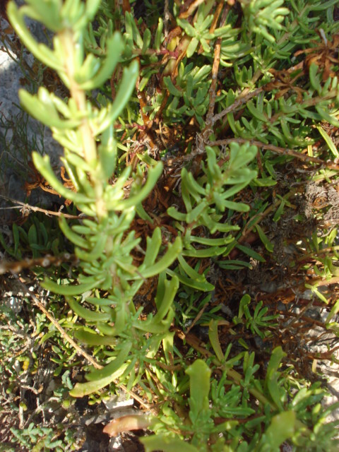 Limbarda crithmoides / Enula bacicci