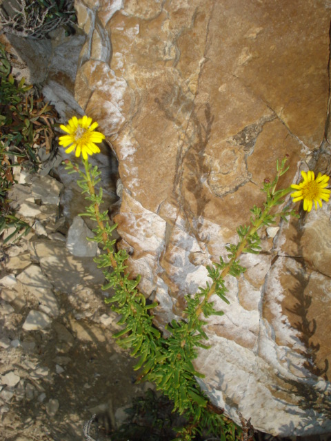 Limbarda crithmoides / Enula bacicci