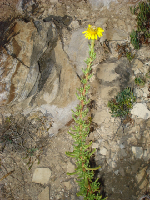 Limbarda crithmoides / Enula bacicci