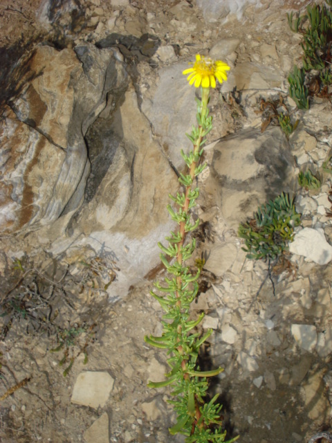 Limbarda crithmoides / Enula bacicci