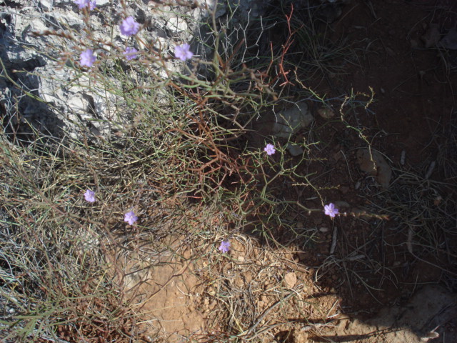 Piccoli fiori sugli scogli - Limonium sp.