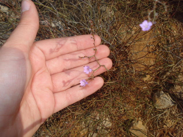 Piccoli fiori sugli scogli - Limonium sp.